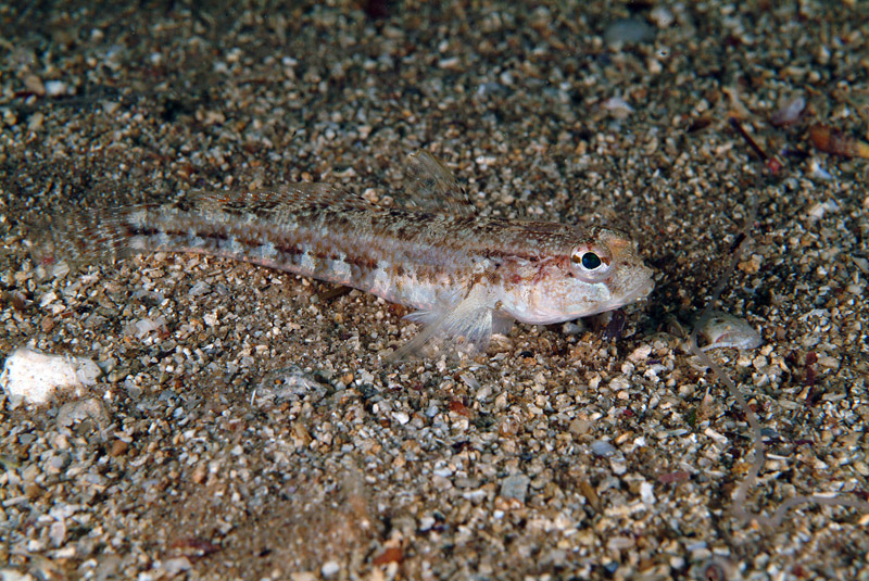 Gobius roulei da Porto Badisco (LE)